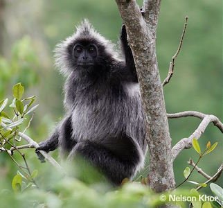 Adult-silvered-leaf-monkey-sitting-among-branches