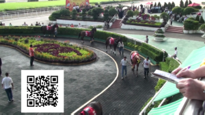 Rotary Cup Horse Padddock